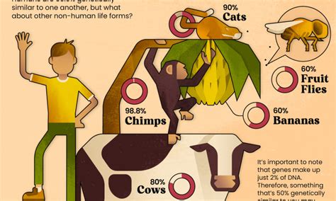 animals are similar to humans